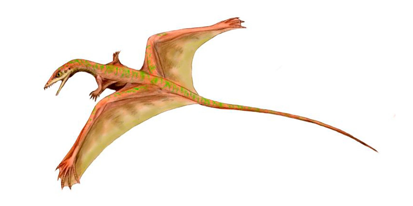 Шаровиптерикс Sharovipteryx Mirabilis