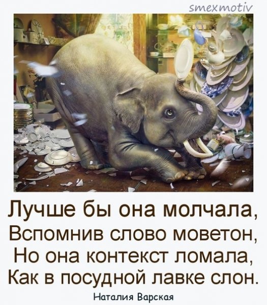 Слонёнок в посудной лавке