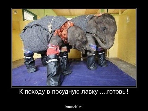 Слон в комнате