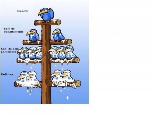 Иерархия в компании птицы