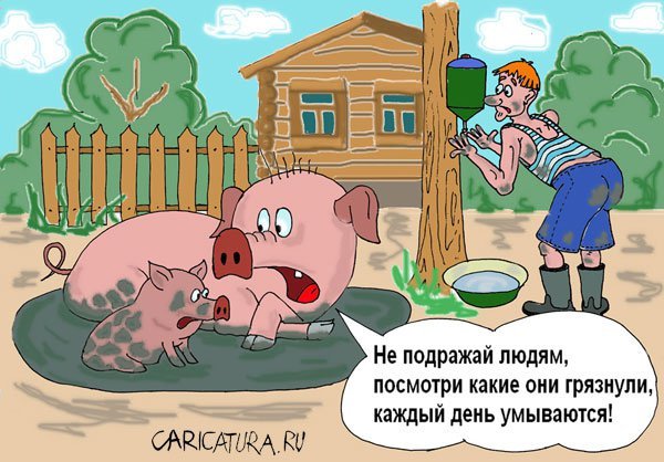 Свинья в грязи карикатура
