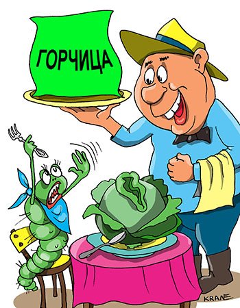 Квашеная капуста карикатура