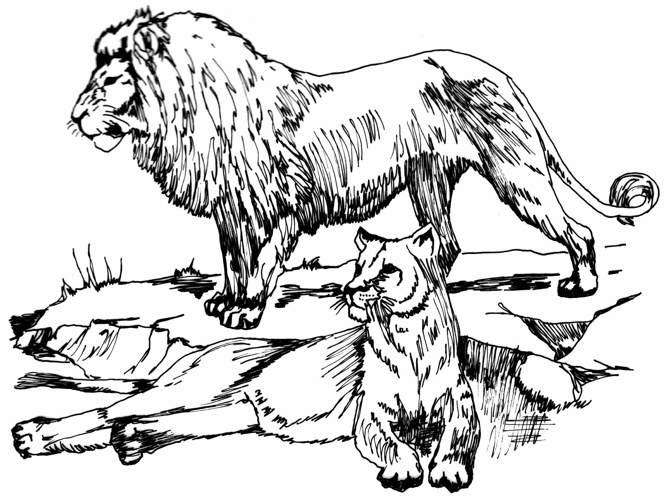 Лев и собачка картинки раскраски