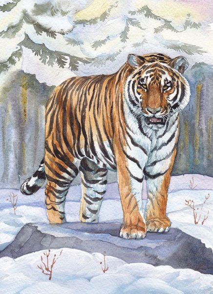 Амурский тигр хозяин тайги