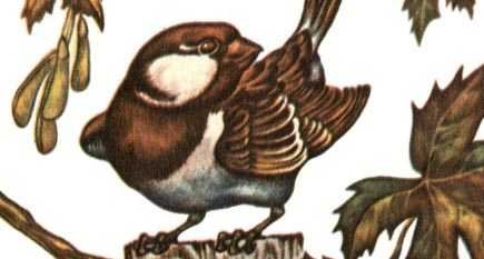 Евгений Чарушин Воробей