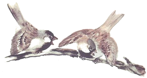 Евгений Чарушин Воробей