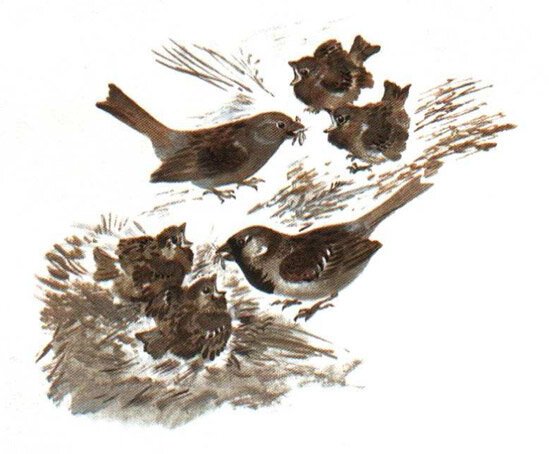 Николай Сладков Воробьишкина Весна