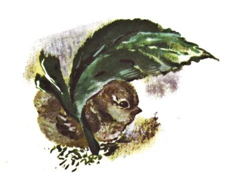 Евгений Чарушин Воробей