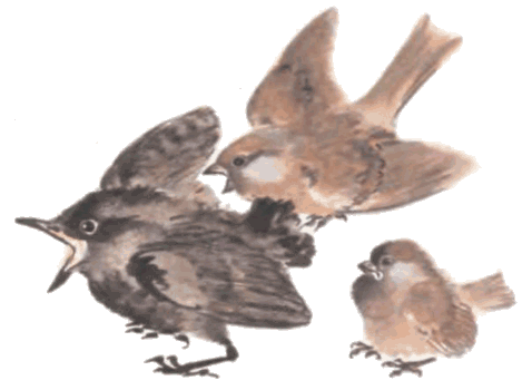 Евгений Чарушин Воробьишко