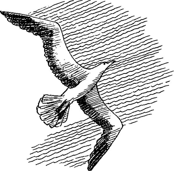 Чайка Антон Павлович Чехов книга