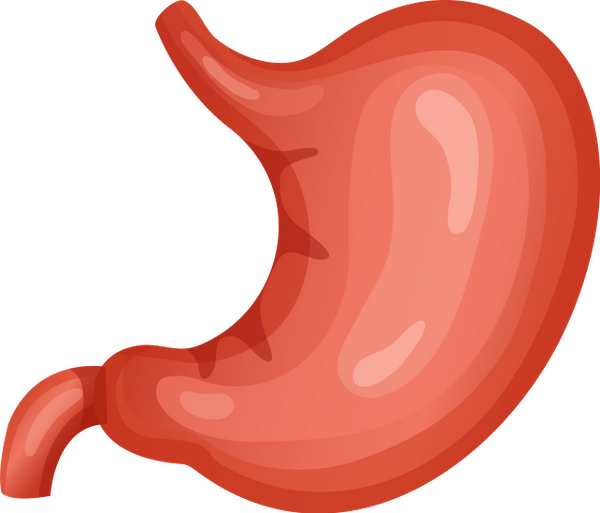 Желудок без фона