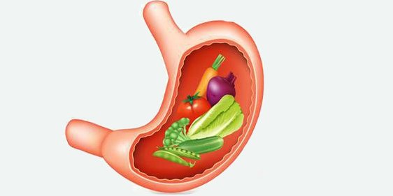 Желудок иллюстрация (45 фото)