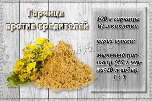 Горчица лекарство от вредности рисунок