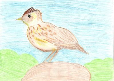 Рисунок жаворонка 3 класс