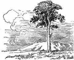 Иллюстрации к стихотворению Анчар Пушкин