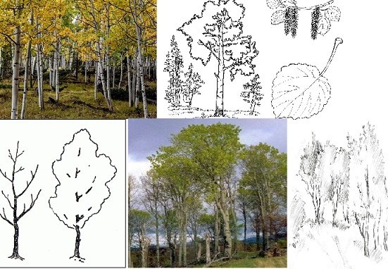 Рассказ осинкам холодно пришвин