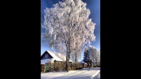 Береза Есенина