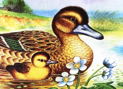 Рассказ Пришвина ребята и утята