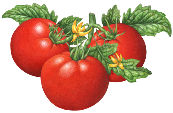 Помидорчик мультяшный