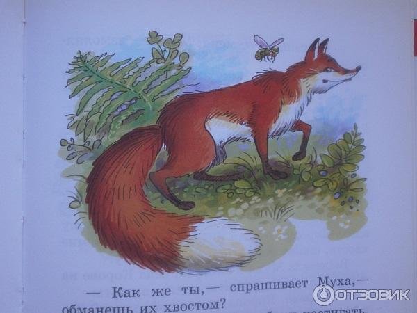 Бианки хвосты оленуха