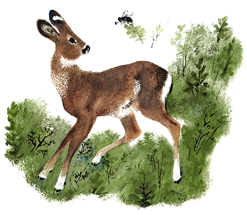 Косуля для детей