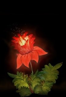 Мак красный