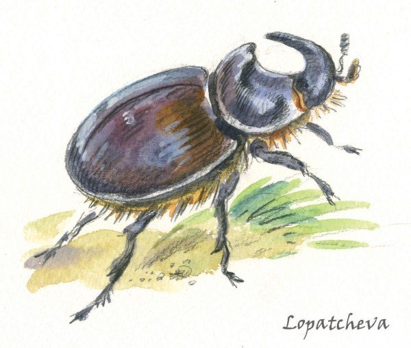 Паустовский Жук носорог