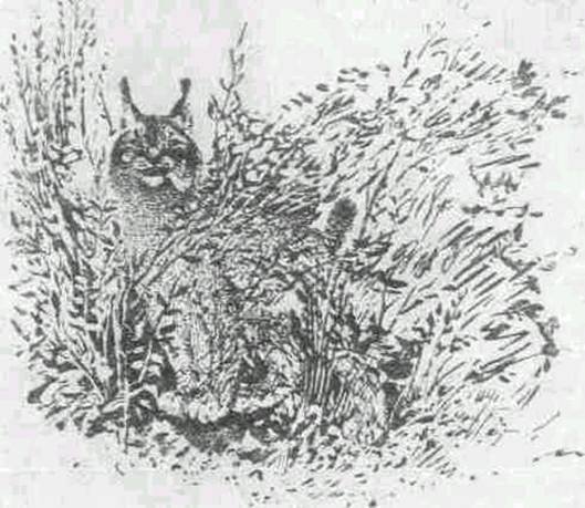 Виталий Бианки "Мурзук"