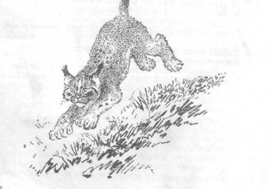 Виталий Бианки "Мурзук"