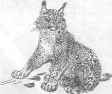 Евгений Чарушин Мурзук