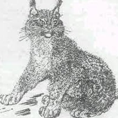 Мурзук Бианки