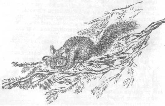 Мурзук Бианки