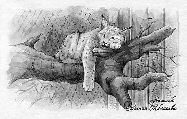 Мурзук Бианки