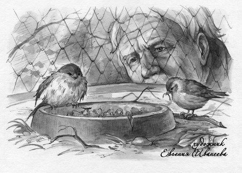 Иллюстрации чарушина мурзук (49 фото)