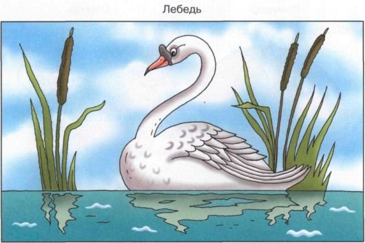 Иллюстрация толстой лебеди (48 фото)