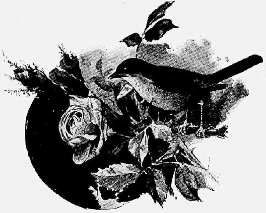 Соловей и роза