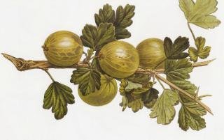 Крыжовник книга