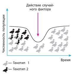 Генетика миграция