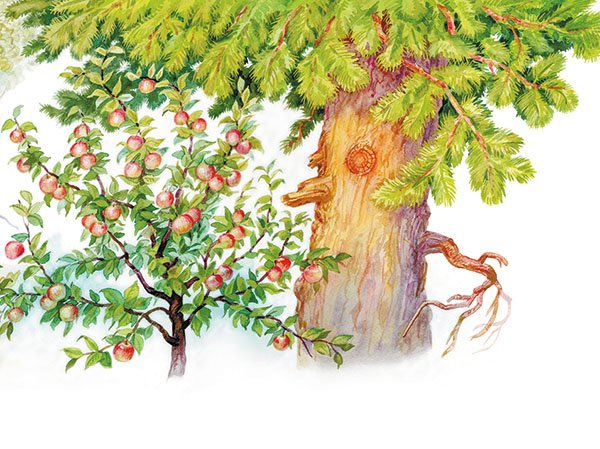 К. Ушинского «спор деревьев»