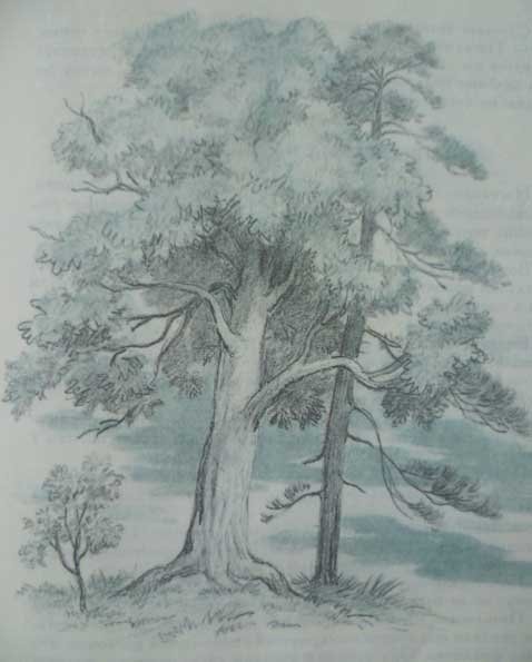 Чтение рассказа к. Ушинского «спор деревьев»