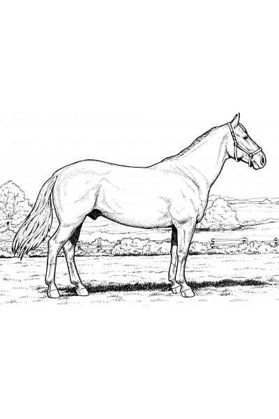 Лошадь раскраска вид сбоку