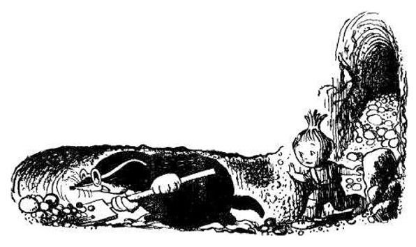 Приключения Чиполлино иллюстрации Сутеева