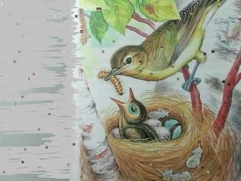 Подкидыш Бианки