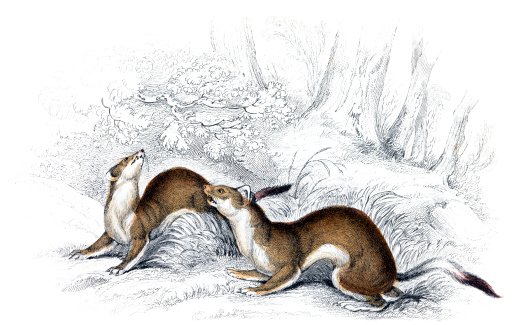 Горностай и заяц Алтайская сказка иллюстрации