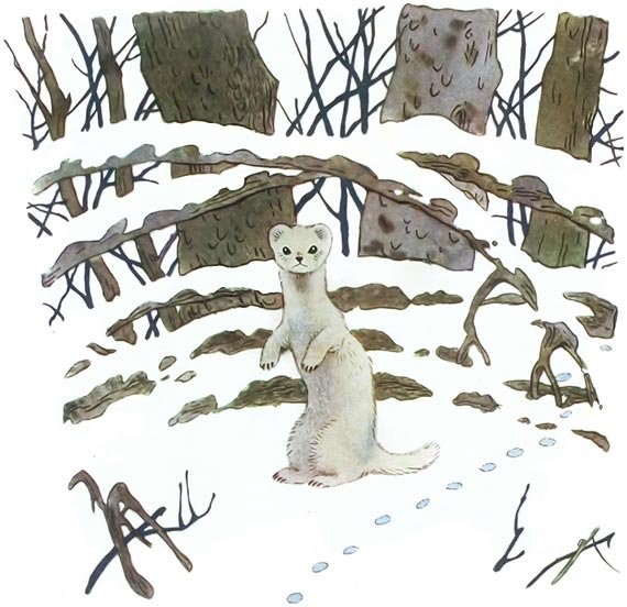 Как рисовать ласку