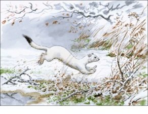 В Горбатов горностай