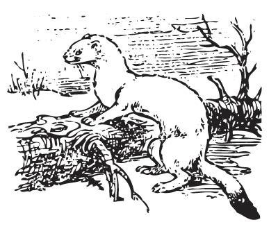 Басня Бобр кабан и горностай