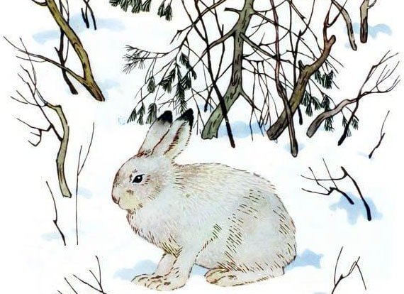 Зайчик в зимнем лесу рисунок
