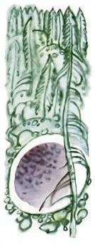 Белка рукавица и иголка рисунок