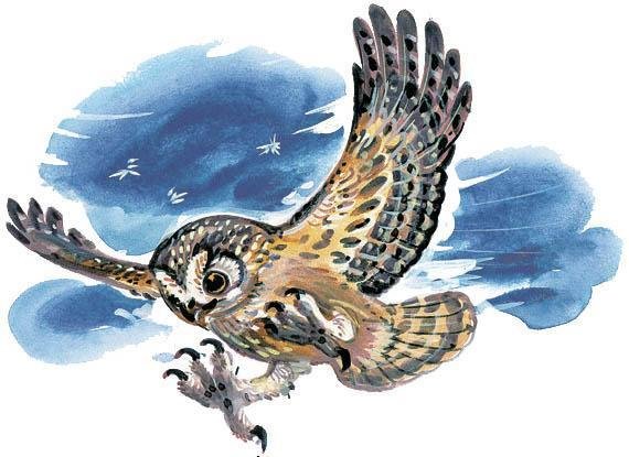 Виталий Виталий Валентинович Бианки Сова